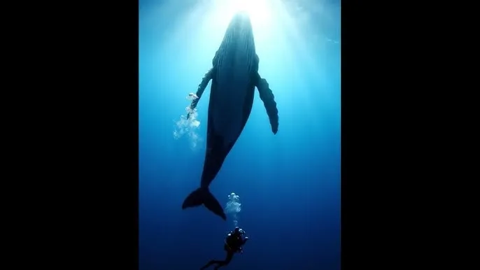 查小理 - 深蓝星球：探索海洋深处的未知世界